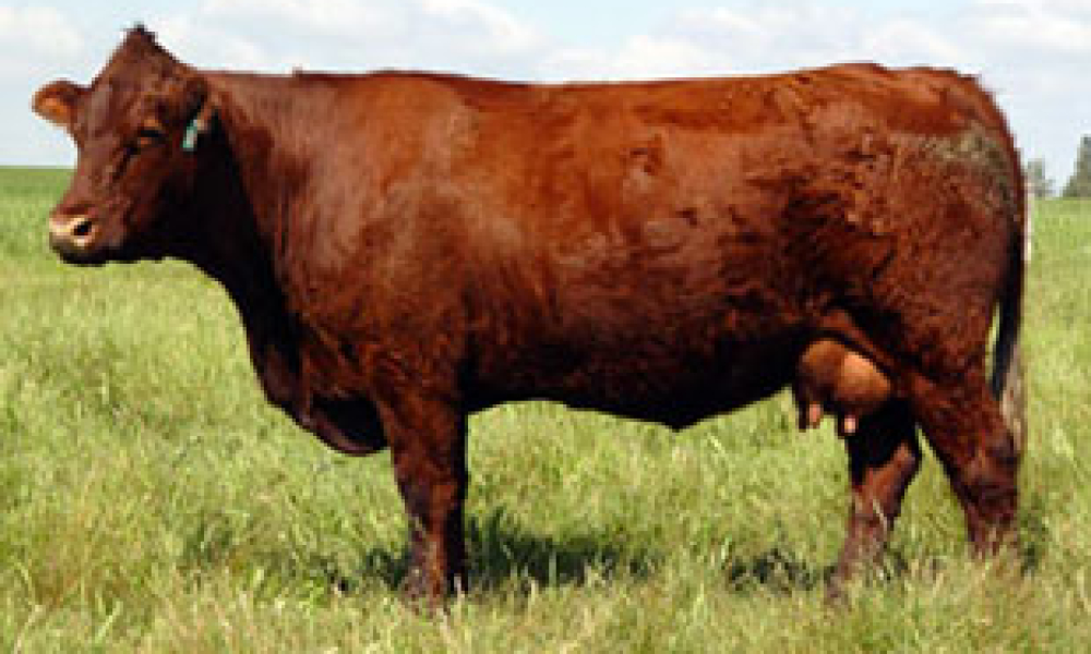 Salers cow