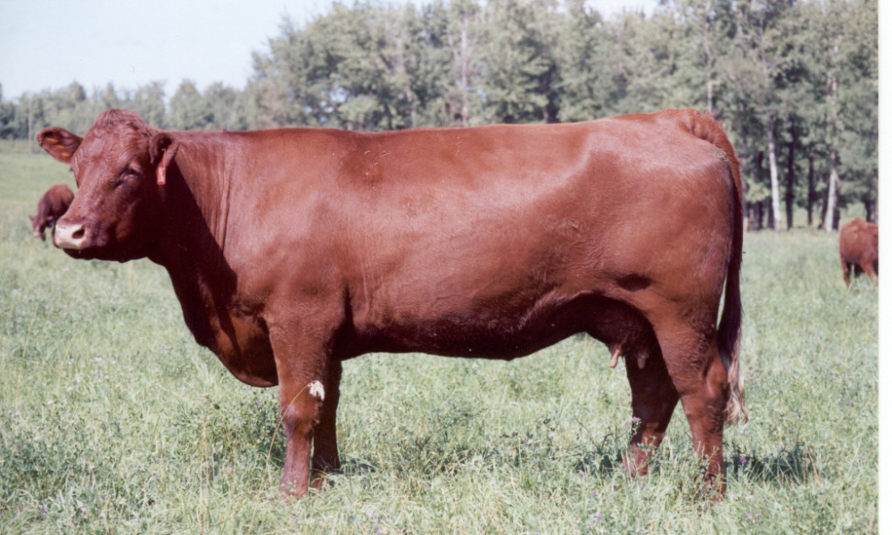 Salers cow